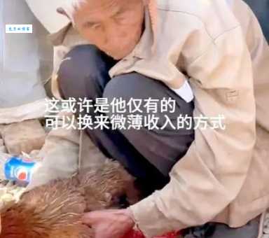 步履蹒跚打一准确生肖很多人都猜错了