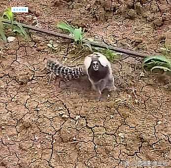 口若悬河打一生肖猜猜看是什么动物这么能说