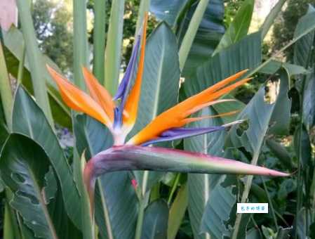 骄阳似火打一生肖原来是它你猜对了吗