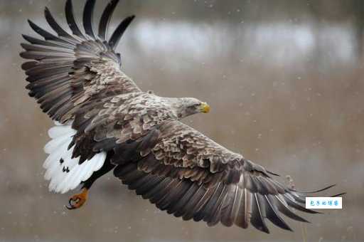 鹏程万里打一准确生肖猜猜看是什么动物