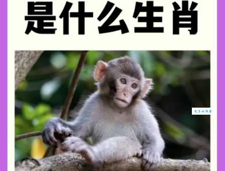 山羊群群不如虎是什么生肖答案在这里