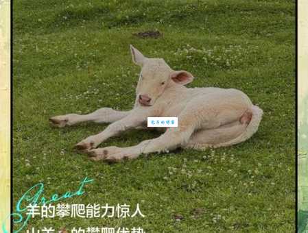 山羊群群不如虎是什么生肖答案在这里