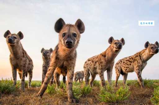 尖嘴利齿打一生肖猜猜看是什么动物这么厉害