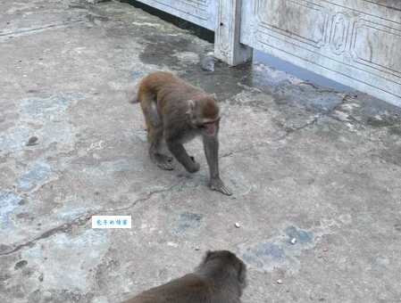 瘸子代表哪个生肖 原来这个生肖有这种说法