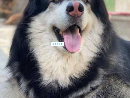 东鳞西爪是什么生肖原来指的是这个生肖