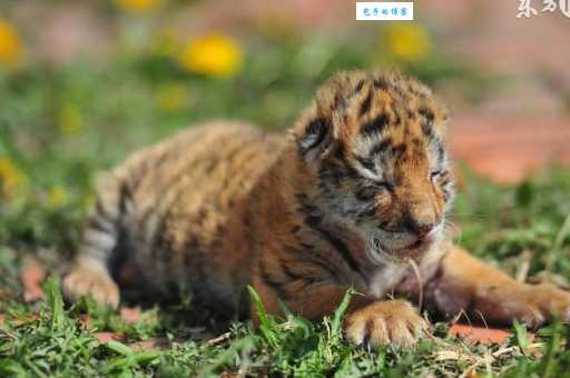 落花流水打一个正确生肖你猜对了吗