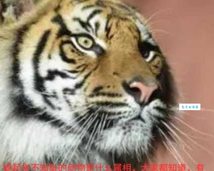 眼疾手快是什么生肖动物这个属相最灵活