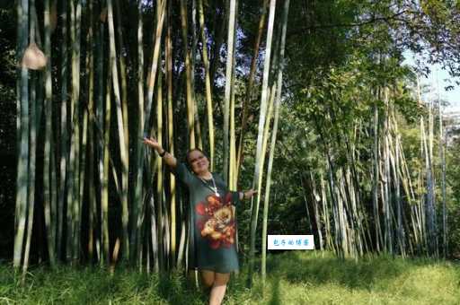 高风亮节打一正确答案是什么 快来看看吧