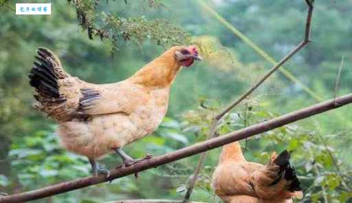 有翅难飞猜生肖 这个动物竟然飞不起来