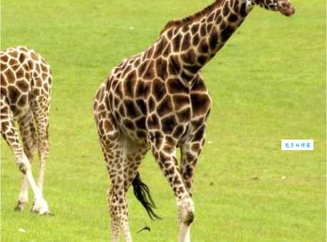 高耸入云打一动物答案揭晓是长颈鹿