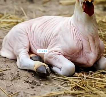 装神弄鬼打一个生肖这个动物最爱玩神秘把戏