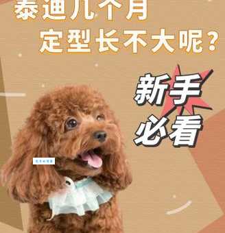 屯街塞巷猜一动物答案原来是它你想到了吗