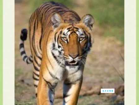 有翅难飞是指什么生肖 原来这个动物会飞却飞不走