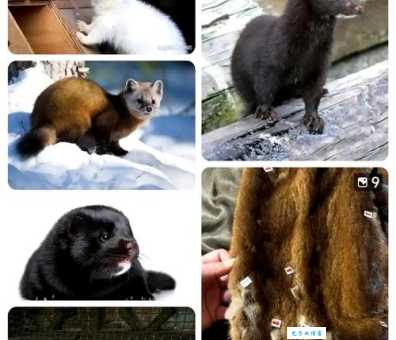 瑟瑟寒风是什么生肖 揭秘冬季最怕冷的动物