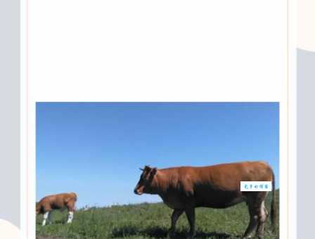 猜猜无出其右打一最佳生肖是什么动物这么牛