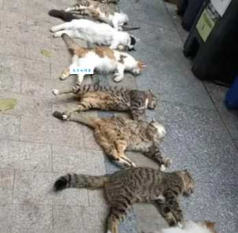 三餐不饱打一生肖答案揭晓原来是指这个动物