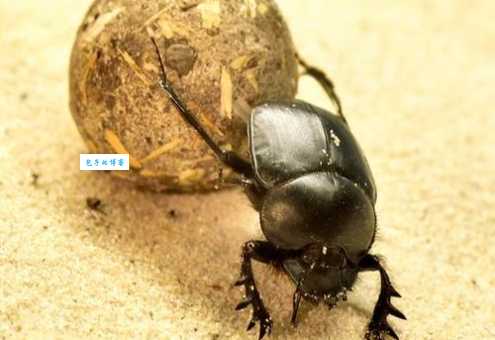 黎民百姓代表哪个生肖 这些动物最贴近普通人