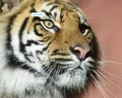 黎民百姓代表哪个生肖 这些动物最贴近普通人