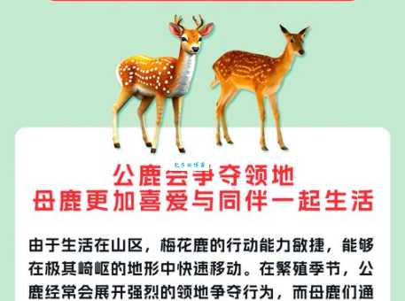 梅花三弄是什么生肖动物 谜语背后的真相揭秘