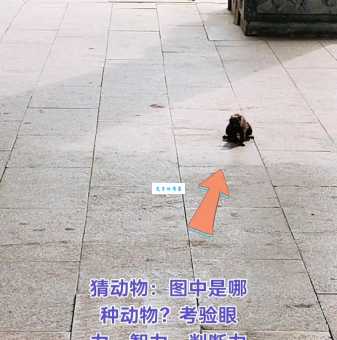 直眉瞪眼打一准确动物小朋友都能猜中的答案