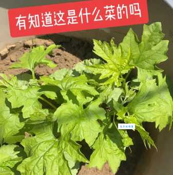 绿色蔬菜打一生肖你猜对了吗