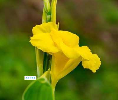 黄花女儿是指哪个生肖这个生肖很特别