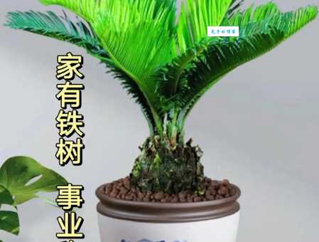 铁树发芽开金花是什么生肖 快来看看你的生肖上榜没