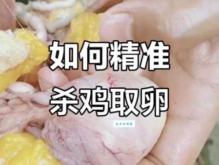 杀鸡取卵打一正确生肖是什么答案揭晓