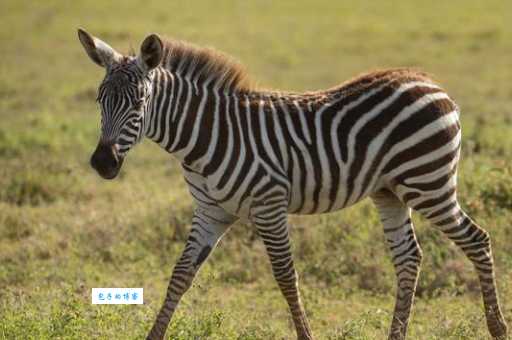 百步穿杨打一个生肖原来是这个动物