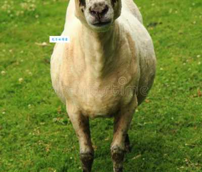 绿草如茵对应什么生肖 这个动物最爱吃青草