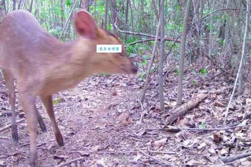 飘飘欲仙打一生肖猜猜看是什么动物这么神秘