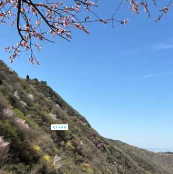 阳春三月好景色暗指哪个生肖一起探讨