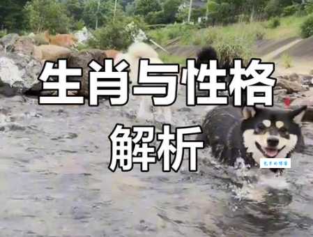 跋山涉水打一正确生肖原来是这个动物