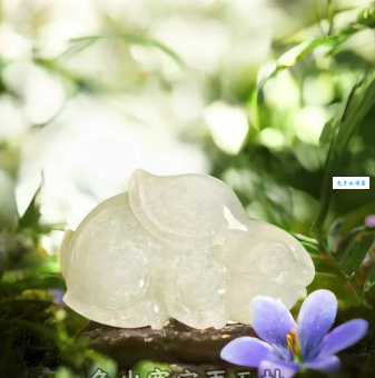 玉兔出宫指什么生肖 看看你的生肖在不在其中