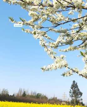 阳春三月好景色是什么生肖你知道吗