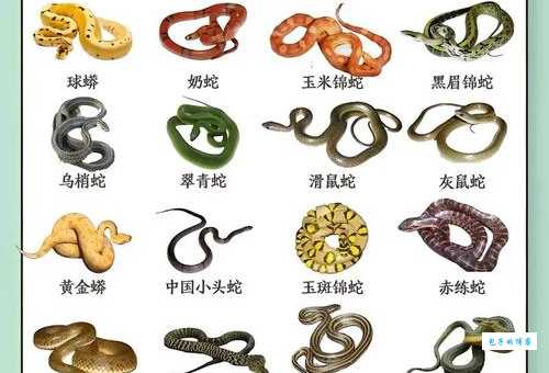 虚与委蛇打一正确生肖看看你中招没