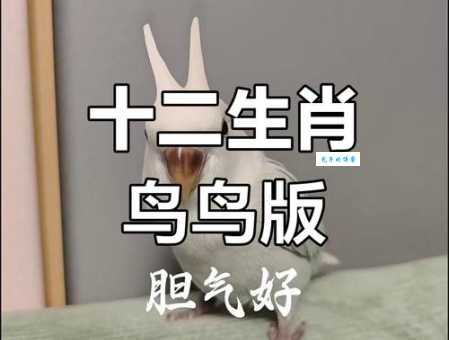 鸟尽弓藏打一最佳生肖是什么？答案其实很简单！