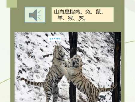 皓月千里指什么生肖？老师傅告诉你正确答案