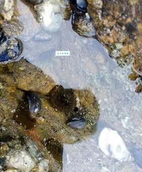 一块石头落了地是什么生肖？正确答案在这里！