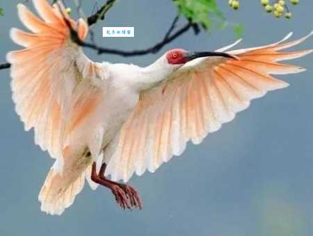 胆大心细是什么生肖的代表？三种动物最符合条件