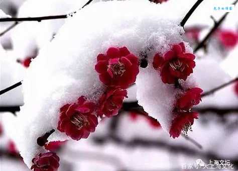 红色梅花三六九代表什么生肖？一分钟看懂生肖谜题