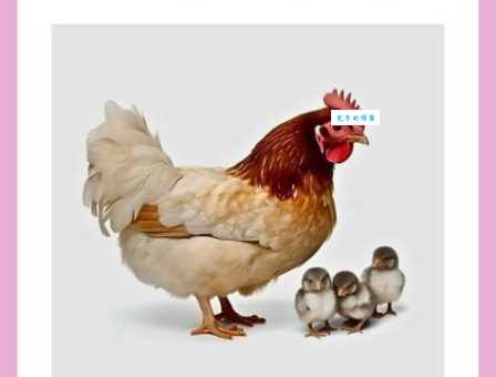 胸有成竹打一个生肖