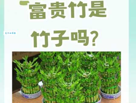 竹子生来节节高是什么生肖？揭秘这个生肖的独特魅力！