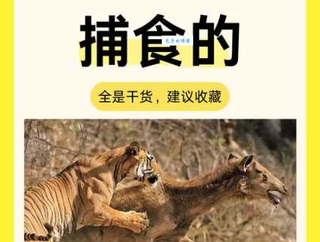 虎口夺食是什么生肖？正确答案竟然是这个动物