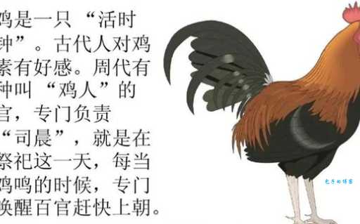 司晨报晓比喻什么生肖？听老人讲背后的故事