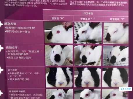 兔死狐悲打一生肖答案揭秘！看看你猜对了没有！