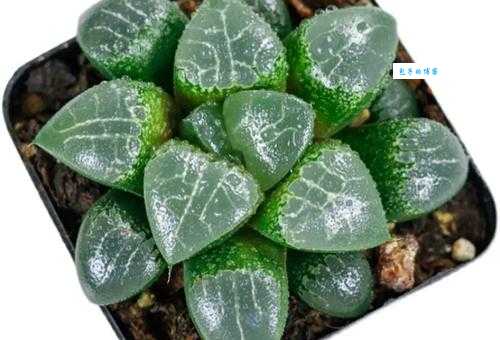 玉露指代什么生肖？两个关键点帮你快速确认