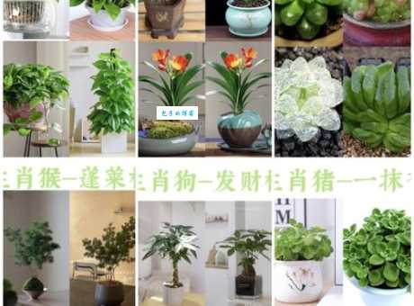 玉露指代什么生肖?两个关键点帮你快速确认