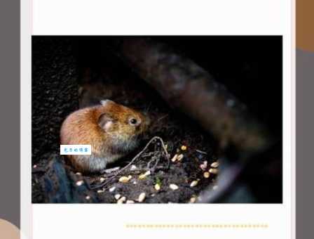 短斤缺两打一正确生肖是什么？答案原来是这个动物！