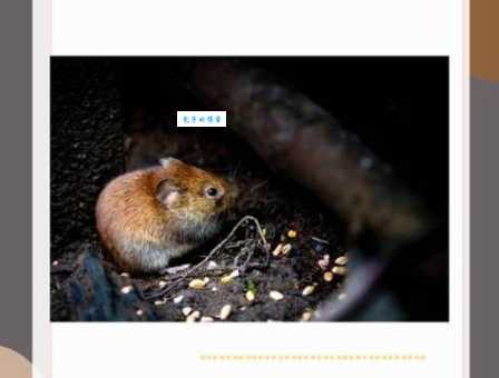 行动如飞打一生肖指什么动物？看完这个你就懂了！